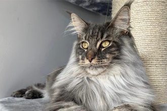 Maine coon