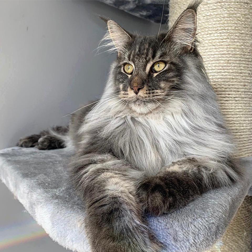 Maine coon