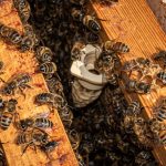 beehive requeening