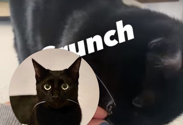 videos for cats
