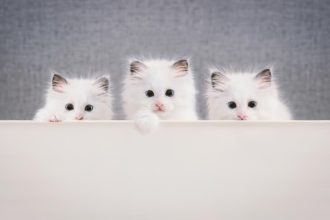 British Shorthair breeder